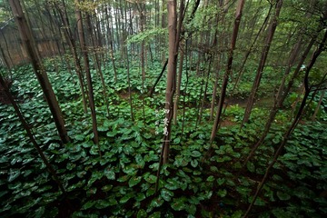 泗安岛预告3
