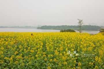 海珠湖油菜花8