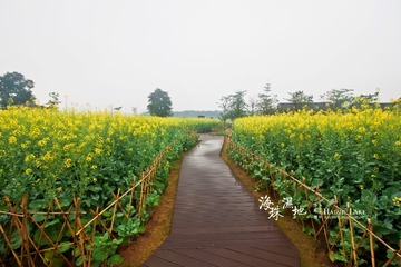海珠湖油菜花9