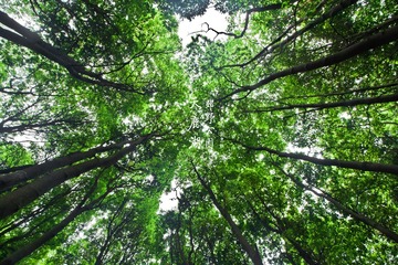 天鹿湖郊野公园1
