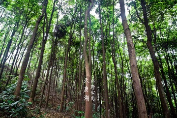 天鹿湖郊野公园2