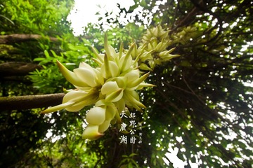 天鹿湖郊野公园6