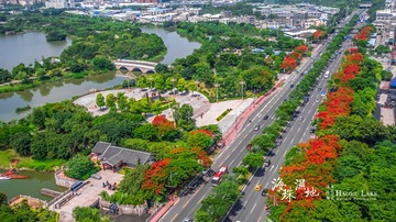 海珠湖凤凰花开新滘路3