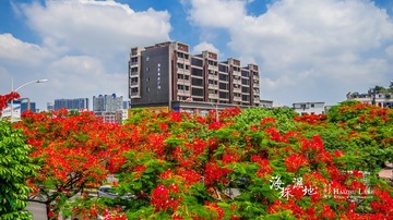 海珠湖凤凰花开新滘路4