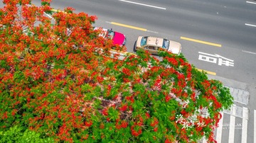海珠湖凤凰花开新滘路5