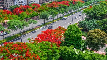 海珠湖凤凰花开新滘路6