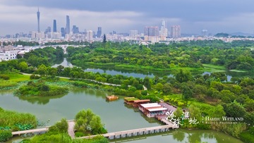 海珠湿地航拍古荫帆影1（字）