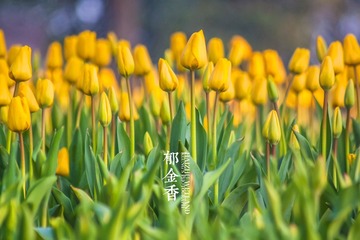 海珠湖郁金香8