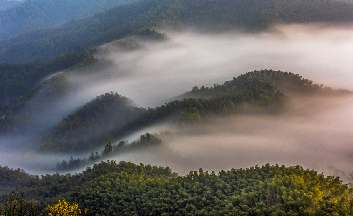 竹林云海 - 暖风过境 - 图虫