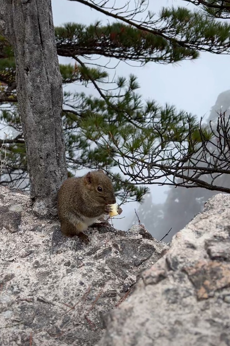 黄山松鼠