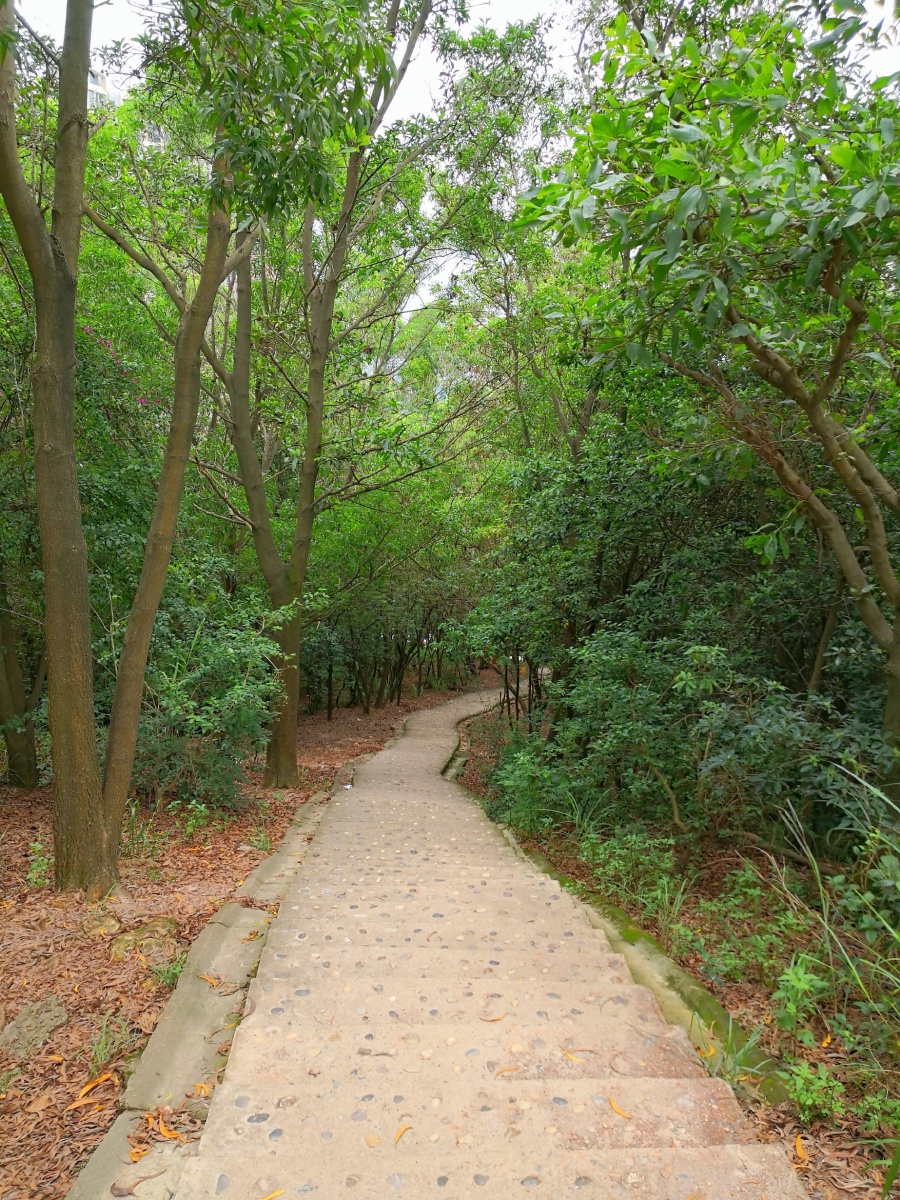 亚公顶森林公园