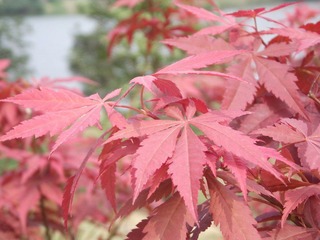 DSCF2353.JPG