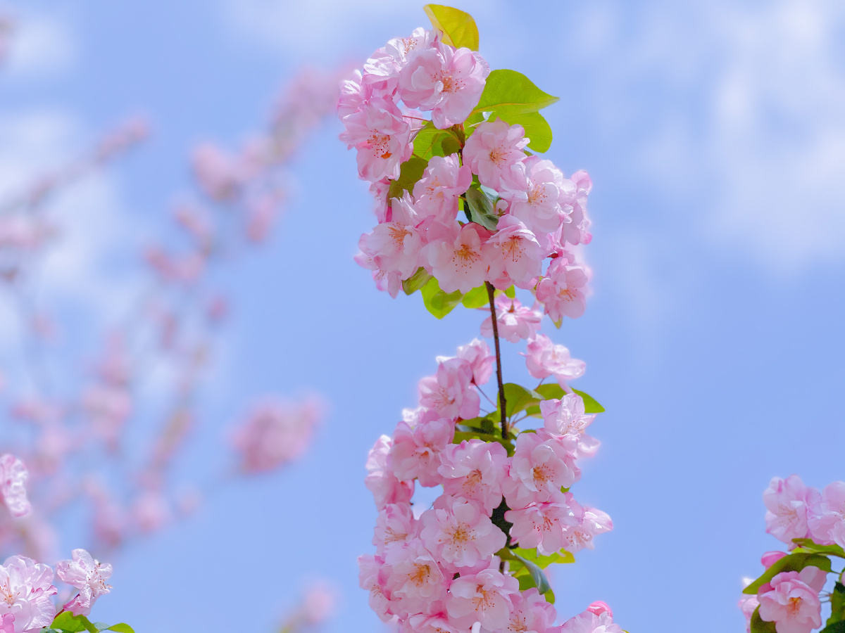 海棠春天的印记浅粉色的海棠花瓣虽然没有日本晚樱那种美但也有自己