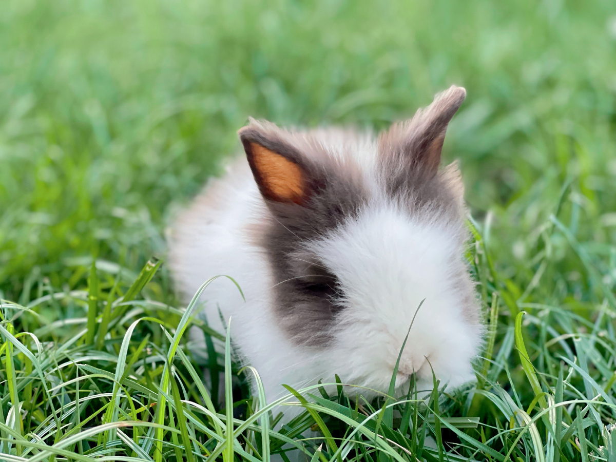 萌宠小兔子