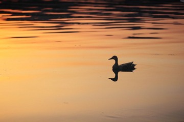 IMG_1853.JPG