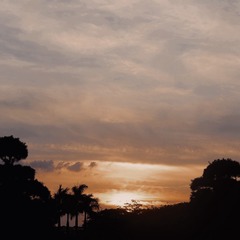 2311161