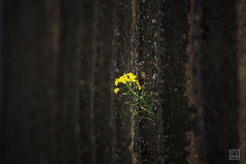 【65】一枝油菜花出墙来