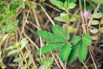 含羞草, 惠东, 三角洲岛-14-2013年 09月 14日-6754