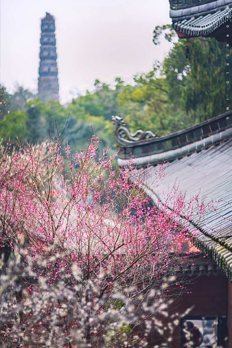 国清寺隋梅