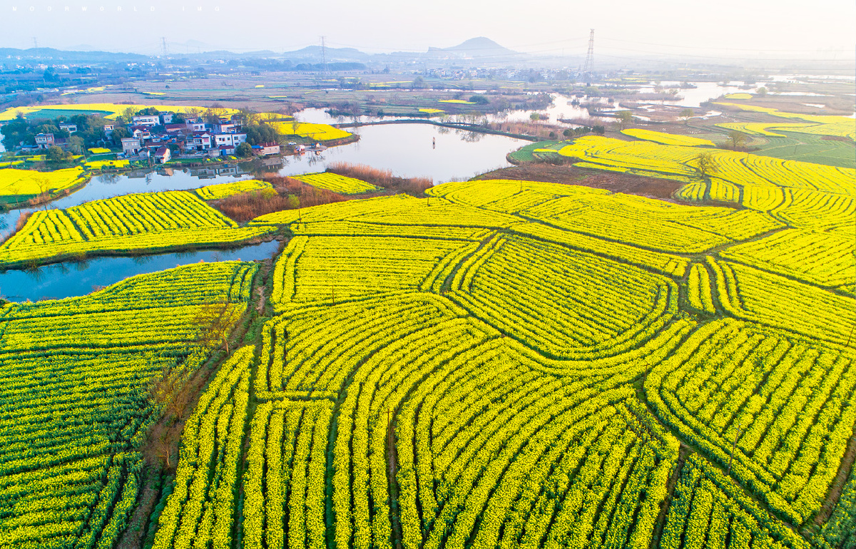 响水涧油菜花田
