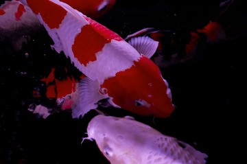 水中宝玉222.jpg