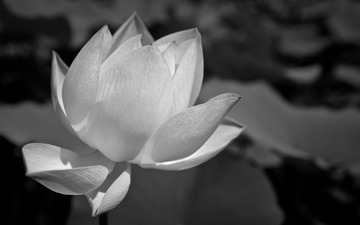 荷花黑白.JPG