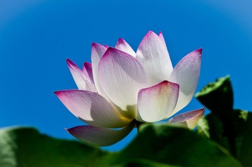 大荷花.JPG