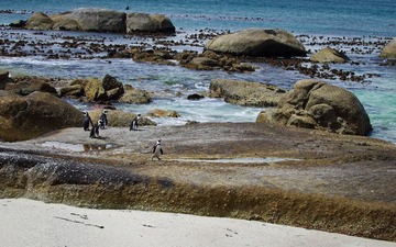 企鹅海滩b1.JPG
