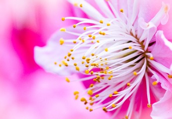 花蕊.jpg