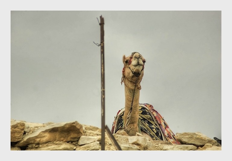 骆驼祥子_骆驼祥子一个月收入(3)