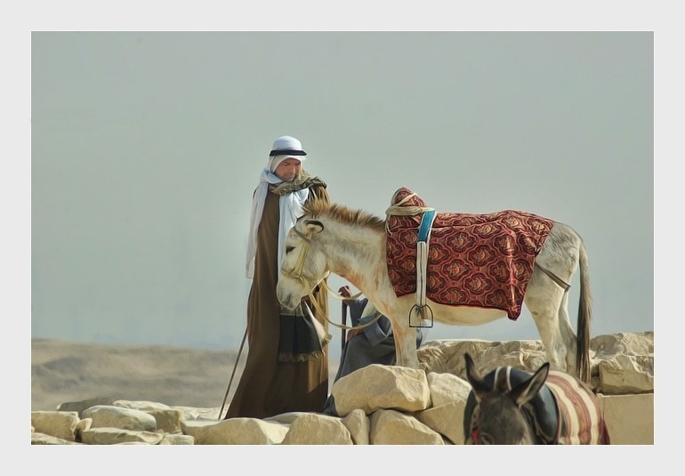 骆驼祥子_骆驼祥子一个月收入