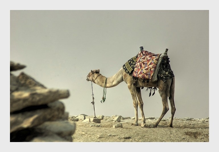 骆驼祥子_骆驼祥子一个月收入(3)