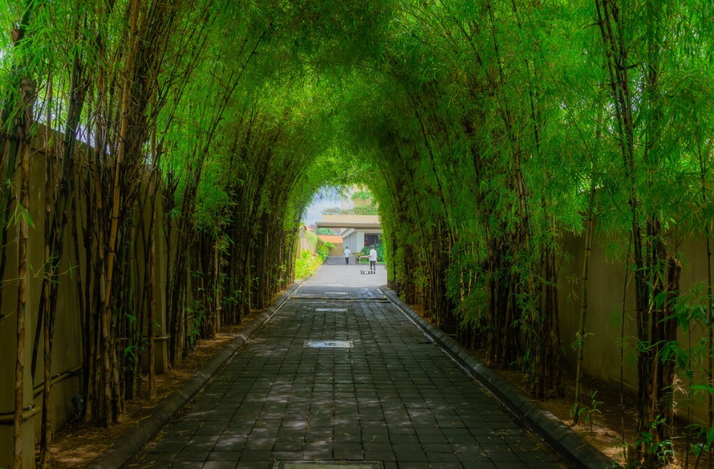 无意遇见一片竹林