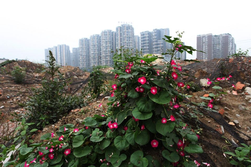 无言的见证<br />
废墟上也能开放鲜艳的花朵