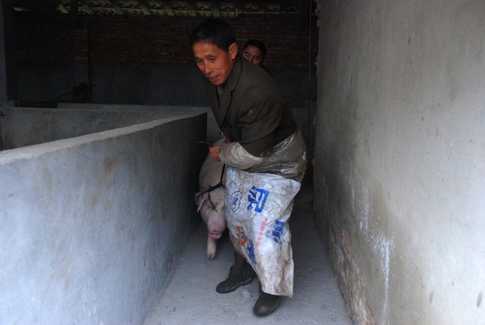 一头猪的最后告白<br />
这天早晨被陌生人从梦中惊醒并前拉后推拽了出去,可惜连早饭都没吃上一囗。