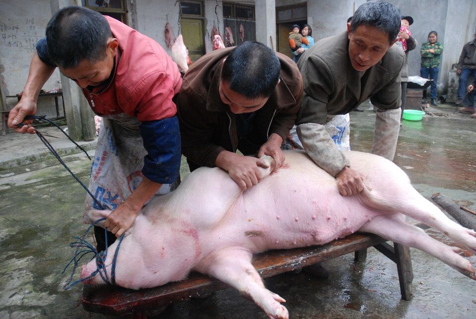 一头猪的最后告白<br />
我拼命挣扎吼闹,被主人和帮凶死劲地摁住,嘴被绳子捆住了,他们怕我死咬一囗。
