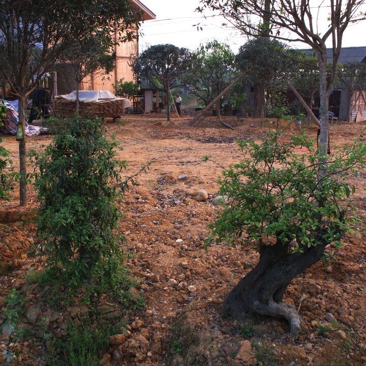 社会主义新农村----集中居住区见闻<br />
收入来源之一,苗圃.