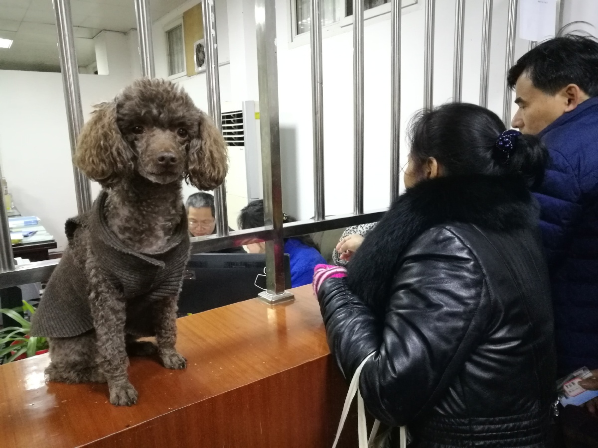 湖南宠物狗,长沙哪里有狗市?宠物市场买狗需谨慎