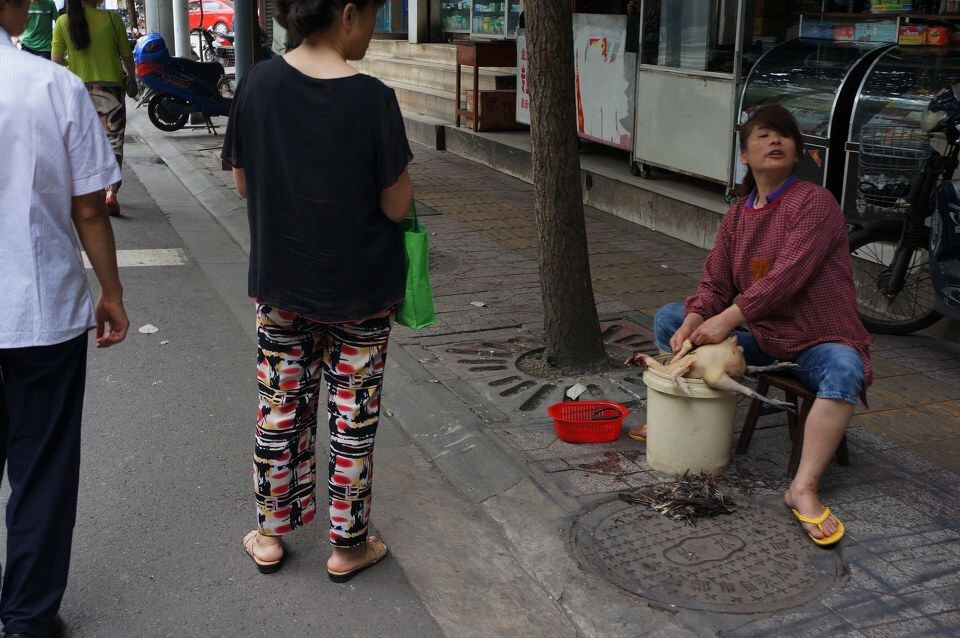 成都,大街小巷"瞅欺头"(9)<br />