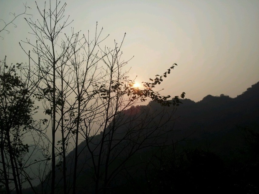 夕阳落林下