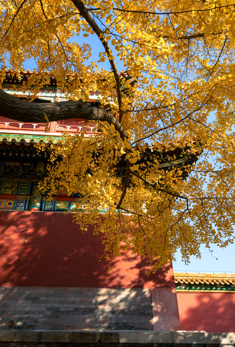 故宫秋色