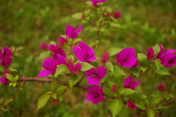 IMGP0009.JPG