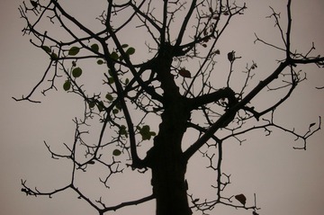 IMGP0011.JPG