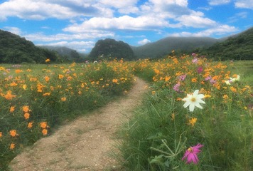 花开的旅途