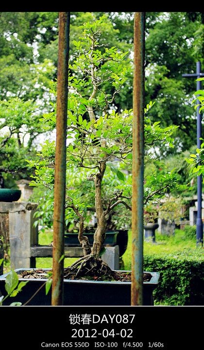 365故事DAY087<br />
锁春
