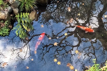 Reflection
