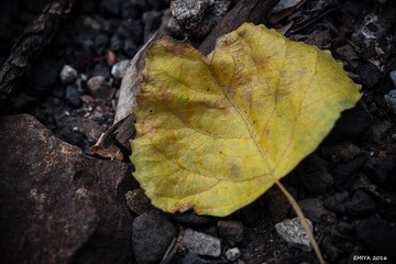 P5110016