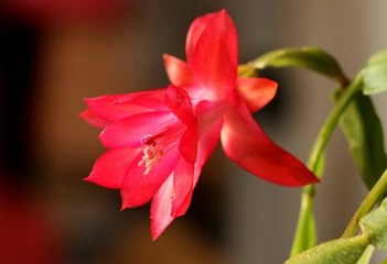 蟹爪兰_5448_调整大小.jpg