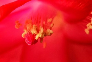 蟹爪兰花蕊_5375_调整大小.jpg