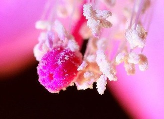 蟹爪兰花蕊_5485_调整大小.jpg